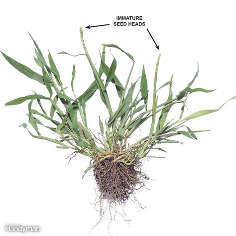 Immature seed heads - Immature crabgrass plants have tight, green seed heads. They're more difficult to remove, but it's still OK to pull them. Crabgrass Removal, Garden Rake, Weeds In Lawn, Diy Lawn, Lawn Care Tips, Seed Heads, Healthy Lawn, Lawn Maintenance, Lawn And Landscape