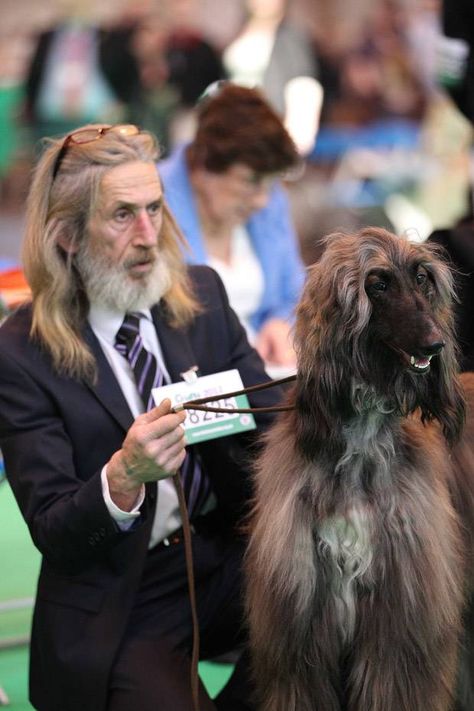 Dogs look like their owners. One of those stereotypes based in truth, surely? http://mirr.im/wG2VzO Find Your Spirit Animal, Your Spirit Animal, Afghan Hound, Dog People, Like Animals, Dog Show, Whippet, Look Alike, Mans Best Friend