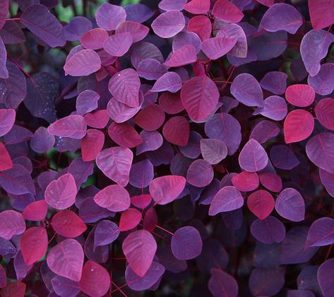 The Life You Lead | Wisdom's Books Purple Leaves, Pastel Decor, Radiant Orchid, Wallpaper Image, All Things Purple, Purple Rain, Purple Aesthetic, Flower Backgrounds, Shades Of Purple