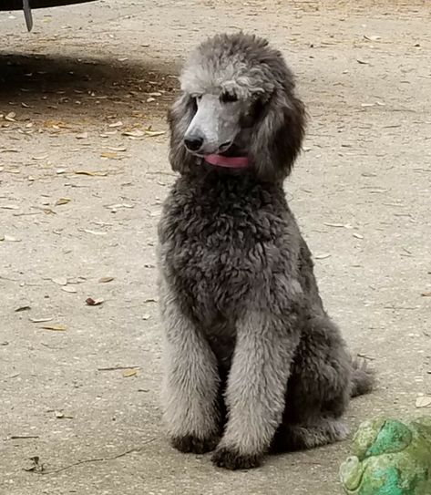 Lola sitting so pretty. I just love my silver baby. Standard Poodle Cuts, Poodle Haircuts, Dog Dye, Silver Poodle, Dog Pack, Poodle Puppy Standard, Poodle Cuts, Pretty Poodles, Dog Haircuts