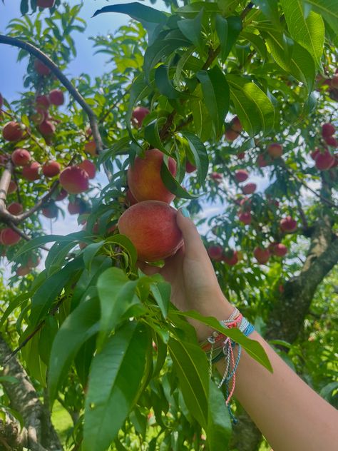 Picking Peaches, Peach Picking, Peach Girl, Green Aura, Peach Aesthetic, Peach Fruit, Summer Mood, Italian Summer, Summer 24