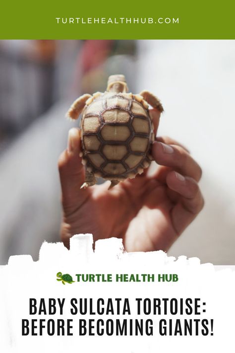 Discover essential tips for raising a healthy baby Sulcata tortoise. Learn about proper nutrition, habitat setup, and more Baby Sulcata Tortoise Care Guide Tortoise Health Tips for Babies | Sulcata Tortoise Hatchling Care | Baby Tortoise Diet and Care | Sulcata Tortoise Baby Health Guide | Newborn Tortoise Care Tips | Baby Tortoise Shell Health | Sulcata Tortoise Baby Housing Guide | Caring for Baby Sulcata Tortoises | Tortoise Health Care for New Owners | Sulcata Tortoise Diet, Tortoise Diet, Turtle Basking Platform, Tortoise Care, Tortoise Habitat, Baby Tortoise, Sulcata Tortoise, Pet Turtle, Healthy Baby