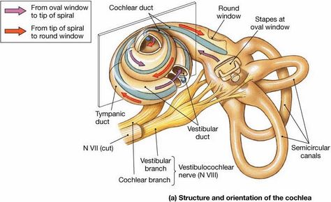 Nervous System Anatomy, Ear Anatomy, Vestibular System, Eye Anatomy, Sensory System, Facial Nerve, Basic Anatomy And Physiology, Pharmacology Nursing, Hearing Health