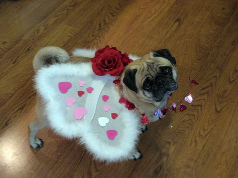 it's valentimes! by tammyleino, via Flickr Pug Halloween Costumes, Pet Quotes Cat, Honey I Dressed The Pug, Puglie Pug Wallpaper, Happy Valentines Day Pictures, Pug In Costume, Pugs In Costume, Pugs In A Blanket, Pug Memes Funny