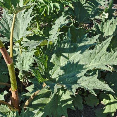 How to Transplant Rhubarb Plants How To Grow Artichokes, Growing Artichokes, Mr Plant, Grow From Seed, Rhubarb Plants, Perennial Vegetables, Tiny White Flowers, Natural Homes, Hydrangea Paniculata