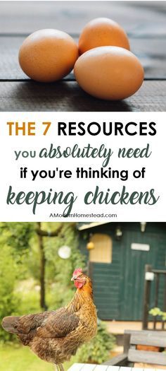 Chicken Husbandry, Homesteading Chickens, How To Keep Chickens, Inside Chicken Coop, Blogs To Read, Chickens 101, Farm Pets, Chicken Tips, Chicken Incubator