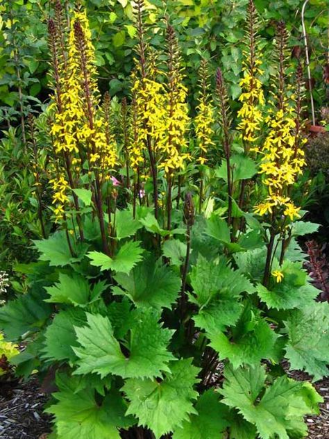 Ligularia Little Rocket -- Bluestone Perennials Yellow Flowers Names, Shady Gardens, Flower Garden Design, Lawn Edging, Flower Gardening, Beautiful Flowers Garden, Shade Plants, Flowers Perennials, Landscaping Plants