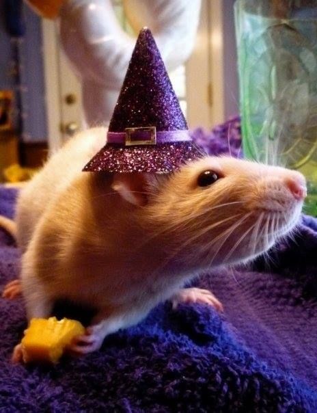 Untitled Rats In Costumes, Rat In Clothes, Rat Costume, Fancy Rats, Baby Rats, Fancy Rat, Where Am I, Cute Rats, Super Cute Animals