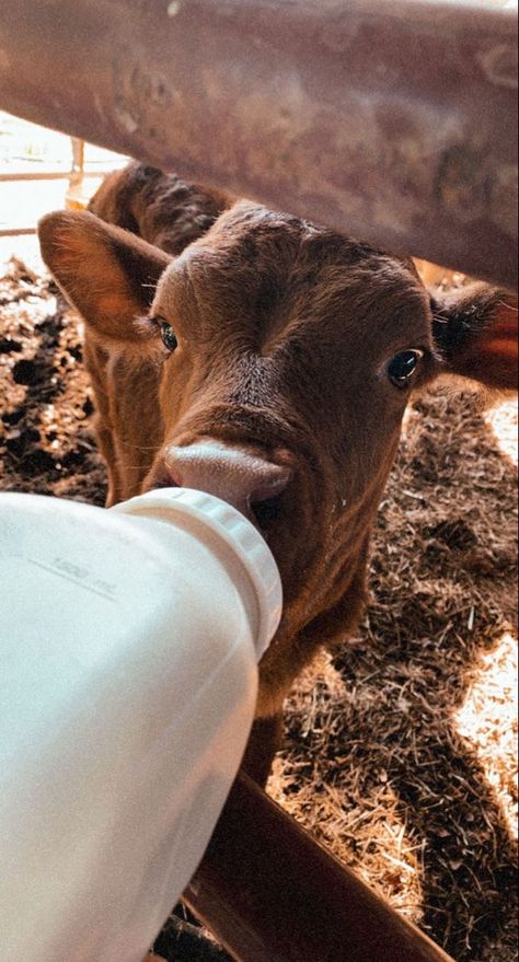 Cow Asthetic Picture, Cattle Farm Aesthetic, Brown Cow Aesthetic, Cow Ranch, Cows Aesthetic, Western Animals, Cow Aesthetic, Cow Photos