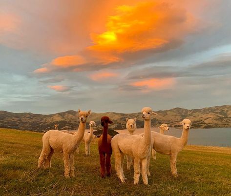 Shamarra Alpaca Farm on Instagram: “Alpacas at sunset in Akaroa. A painting in the sky. #shamarraalpacas #akaroa #akaroanz #ilovechristchurch #nzmustdo…” Lama Aesthetic, Hanna Core, Alpaca Wallpaper, Scotland Cottage, Llama Farm, Alpaca Pictures, Prairie Sunset, Lad Bible, Alpaca Farm