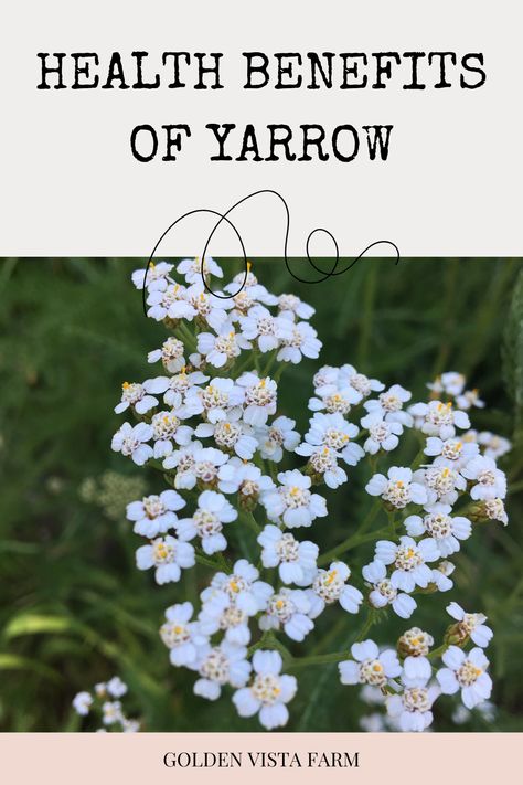 Learn about the health benefits of yarrow Benefits Of Yarrow Tea, Yarrow Oil Benefits, Yarrow Essential Oil Benefits, Yarrow Plant Benefits, Yarrow Tea Benefits, Yarrow Benefits, Benefits Of Yarrow, Yarrow Oil, Yarrow Essential Oil