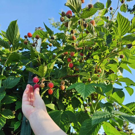 The first strawberry harvest of the season that was big enough to make it inside 🍓😁 Plus, the first few rasperries ripening ❤️🍓 Strawberry Harvest, Habitat, Make It, The One, The First, On Instagram, Quick Saves, Instagram