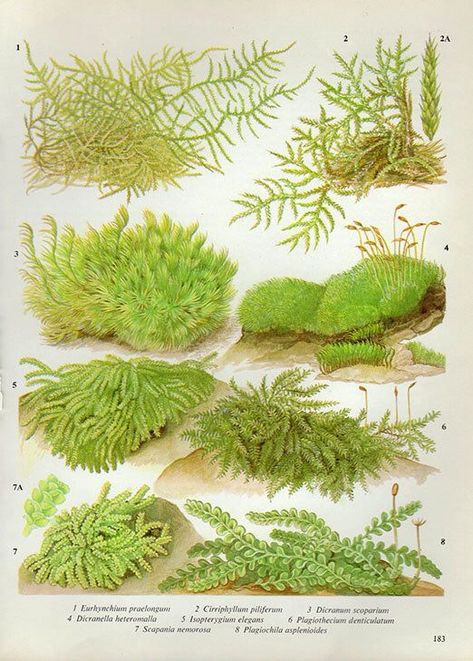 Edible Gardens, Lichen Moss, Plate Wall Art, Plant Book, Illustration Book, Illustration Botanique, Moss Garden, Seni Origami, Plate Wall