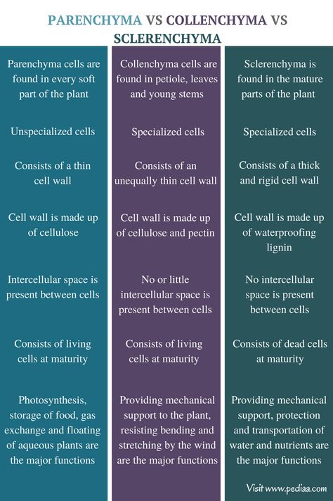 Difference Between Parenchyma Collenchyma and Sclerenchyma - Comparison Summary Parenchyma Tissue, Collenchyma Tissue, Sclerenchyma Tissue, Parenchyma Tissue Diagram, Gen Chem 2 Notes, Parenchyma Collenchyma Sclerenchyma, Connective Tissue Anatomy Notes, Phylum Porifera Notes, Biology College