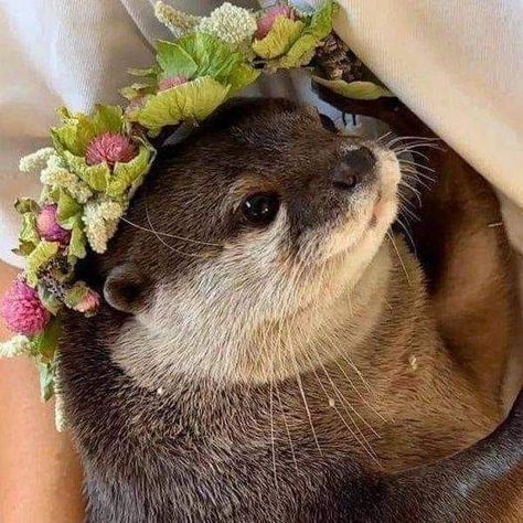 Caitlin Core, Otters Cute, Cutee Animals, Cute Ferrets, Baby Otters, Cute Funny Pics, Cute Small Animals, Cutest Animals, Super Cute Animals