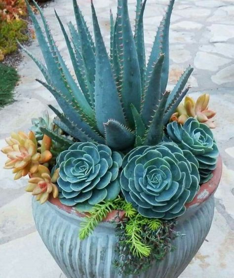 Arrange Flowers, Arranging Flowers, Bonsai Seeds, Succulent Seeds, Succulent Garden Design, Bonsai Flower, Succulent Garden Diy, Colorful Succulents, Succulent Gardening