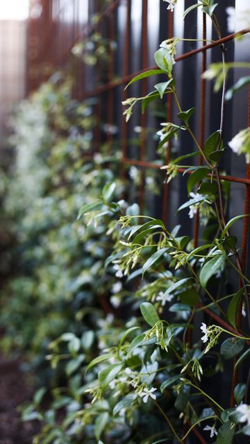 House on Cambridge on Instagram: "〰️ STAR JASMINE 🌱 SIX MONTHS OF GROWTH Trachelospermum jasminoides (Star Jasmine) are evergreen climbers with star-like flowers which feature prominently in the warmer months and boast of honeyed fragrance. — Landscape Garden @bennewelldesign Landscape Concrete @concrete_architecture — #houseoncambridge #landscape #landscapedesign #backyard #starjasmine #plants #evergreen #evergreenplants #garden #gardening #landscapegardening #climbingplants #plantlover" Espalier Star Jasmine, Aloe Garden, Screening Ideas, Evergreen Climbers, Trachelospermum Jasminoides, Jasmine Vine, Privacy Hedge, Black Fence, Concrete Architecture