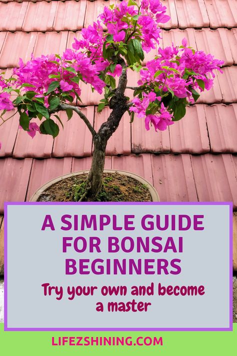 A Simple guide for bonsai beginners - try your own. - Lifezshining Mini Bonsai Garden, How To Make A Bonsai Tree, Jade Bonsai For Beginners, Diy Bonsai Tree, Beginner Bonsai, Ficus Ginseng Bonsai, Wisteria Bonsai, Growing Bonsai, Diy Bonsai