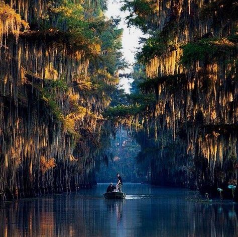 Cado Lake Texas Caddo Lake Texas, Caddo Lake, Texas Lakes, Kaptan Jack Sparrow, Texas Places, Lake Vacation, Texas Travel, Adventure Photography, Down South