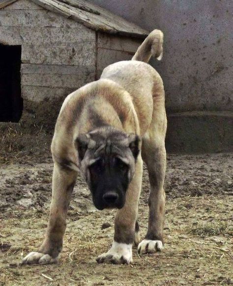 Turkish Shepherd Dogs,KANGAL . Kangal Shepherd, Really Big Dogs, Alabai Dog, Kangal Dog, Big Dog Breeds, Anatolian Shepherd, Huge Dogs, Giant Dogs, Bull Mastiff