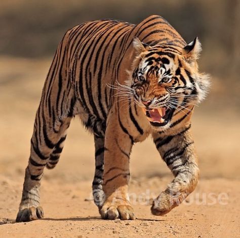 Tiger Reference Photo, Tiger Artwork, Tiger Drawing, Cat Anatomy, Clouded Leopard, Tiger Pictures, Fake Animals, Cat Reference, Cat Pose