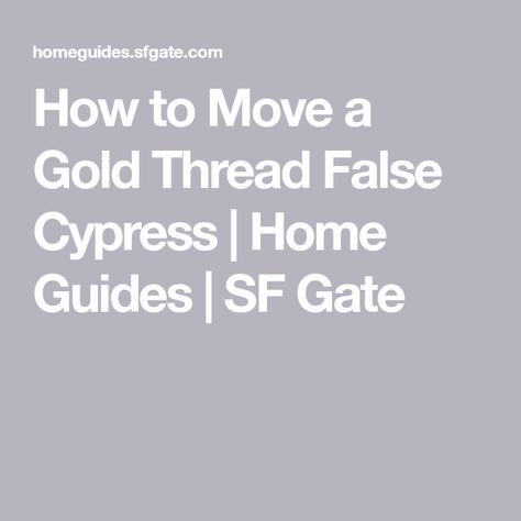 How to Move a Gold Thread False Cypress | Home Guides | SF Gate False Cypress, New Roots, Evergreen Shrubs, Shade Plants, Gold Thread, Gold Threads, The Gold, In The Heights, Gate