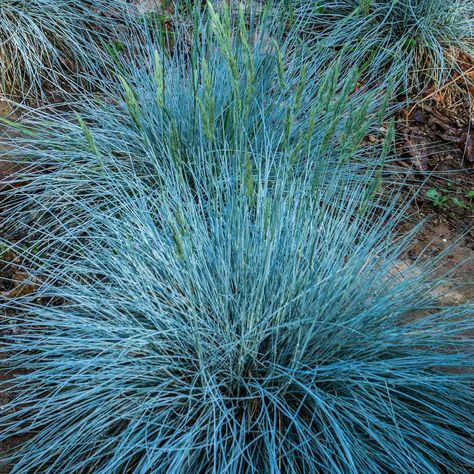 GardenersDream 3 x Festuca Intense Blue - Ornamental Grass Plants - Perennial Garden Plants Ready to Plant in Outdoors - Hardy Rockery & Border Plant with Vibrant Blue Foliage Festuca Glauca Intense Blue, Laundry Garden, Festuca Glauca, Blue Fescue, Low Maintenance Shrubs, Blue Plants, Gravel Garden, Border Plants, Garden Shrubs