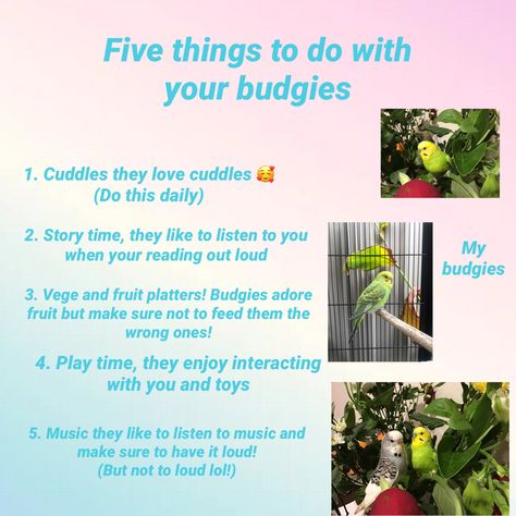 If you have a budgie use these tips to get closer to them so they trust you! 😊 Budgie Tips, Trust You, Fruit Platter, Done With You, Story Time, Listening To You, Listening To Music, Trust Yourself, Take Care Of Yourself