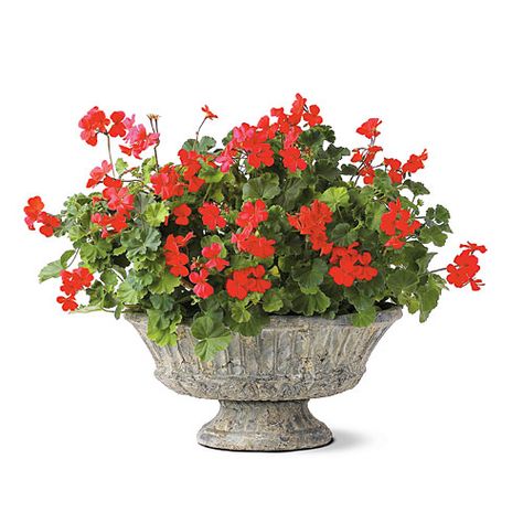 'Caliente Hot Coral' Geranium Plants For Containers, Impatiens Plant, French Hydrangea, Southern Living Plant Collection, Plants Balcony, Geranium Plant, Southern Living Plants, Fall Containers, Window Box Flowers