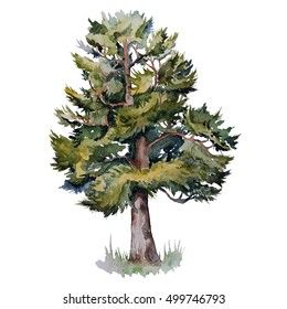 Cedar Illustration, Image Illustration, Adobe Stock, Stock Illustration, Stock Photos, Illustrations, Drawings