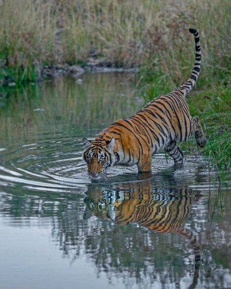 Tiger Standing, Tiger In Water, Indian Tiger, Tiger Photography, Tiger Cubs, Tiger Cub, Water Bodies, My Favorite Image, In Water