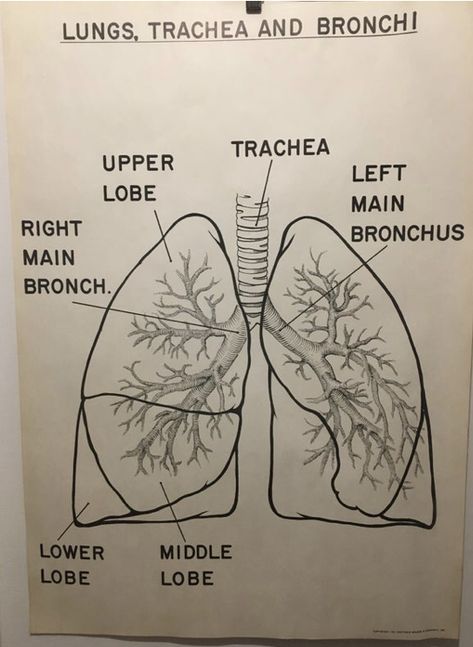 1961 Vintage Lungs Trachea Bronchi Anatomy Chart 🖤✨ Lungs Diagram Anatomy, How To Draw Lungs, Lungs Art Anatomy, Biology Chart Ideas, Lungs Drawing Anatomy, Lungs Anatomy Drawing, Anatomy Of Lungs, Organ Chart, Lungs Sketch