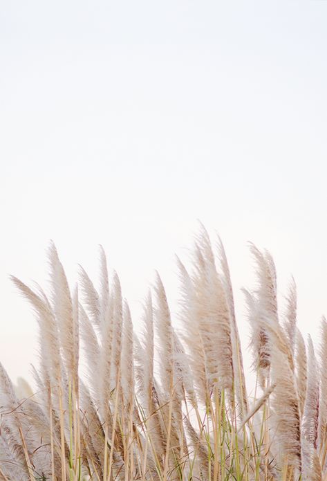 Grasses, particularly tall grasses are so visually and sensuously interesting. Most particularly the hay field at my studio. Watch it forever. Ann of The 7 Swans Designs. Minimalist Photography, 背景 シンプル, Pampas Grass, White Aesthetic, Aesthetic Iphone Wallpaper, Instagram Template, Phone Backgrounds, The Wind, Color Inspiration