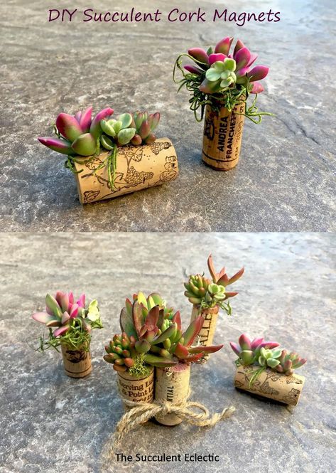 Wine Cork Succulent Magnets, Wine Cork Picture Holder, Succulent Gifts Diy, Wine Cork Planter, Succulent Magnets, Replanting Succulents, Cork Magnet, Cork Planters, Magnets Diy