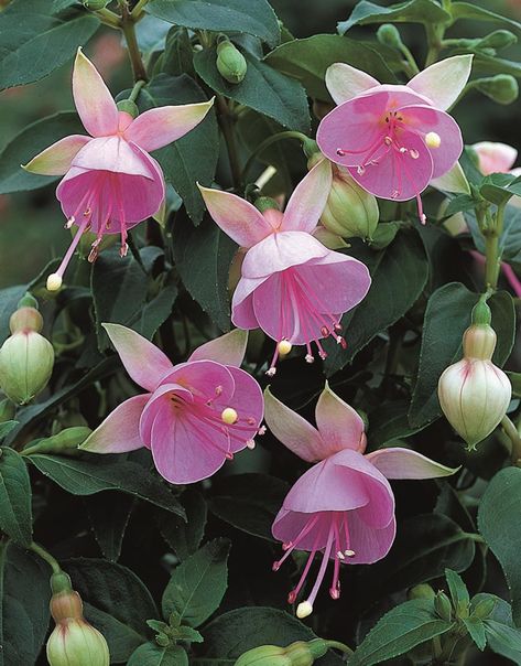 Fuchsia Plant, نباتات منزلية, Fuchsia Flowers, Nothing But Flowers, Unusual Flowers, Cat Air, Flower Therapy, Rare Flowers, Pretty Plants