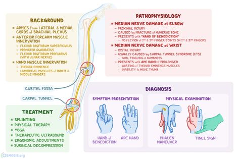 Median Nerve: What Is It, Location, Innervation, Damage, and More | Osmosis Median Nerve Injury, Physical Therapy Quotes, Emt Basic, Learning Anatomy, Carpal Tunnel Exercises, Med Notes, Nerve Conduction Study, Pt School, Physical Therapy School