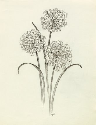 pen and ink drawing of allium by Cynthia Newsome-Taylor Allium Tattoo Flower, Allium Flower Tattoo, Allium Tattoo, Garlic Flower Tattoo, Allium Drawing, Allium Flowers Drawing, Garlic Flower Drawing, Heliotrope Flower Drawing, Alium Flower Tattoo