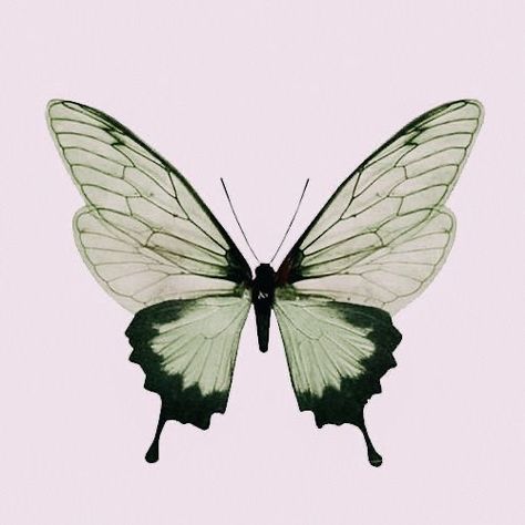 White Butterfly Drawing, Butterfly Drawing Aesthetic, Butterfly Reference, Insect Tattoo, Beautiful Bugs, Butterfly Pictures, Butterfly Drawing, Green Butterfly, Butterfly Painting