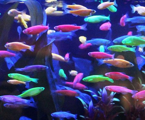 Glow In The Dark Fish Glow In The Dark Fish, Glow Fish, Tetra Fish, Fish Tank Themes, Jellyfish Tank, Aquatic Pets, Fresh Water Fish Tank, Electric Green, Aquascaping