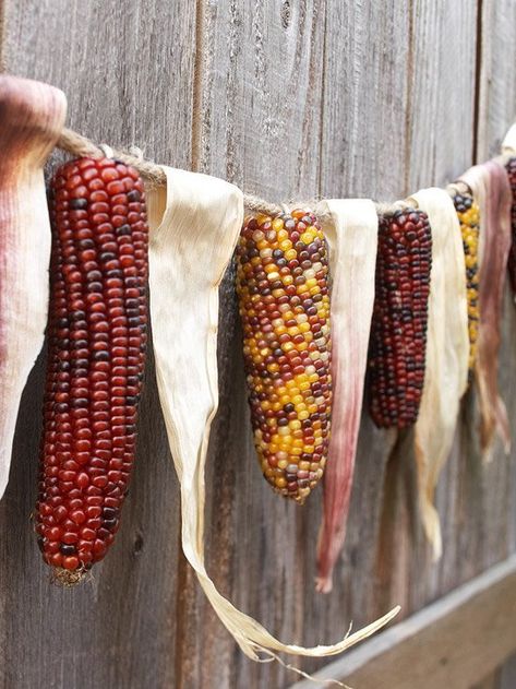 Drape this garland indoors or out. Twist eye hooks into the tops of corn cobs, then string the corn along a piece of sturdy twine, alternating cobs with husks looped over the twine and glued together. See our story for more fall DIY ideas. Corn Garland, Thanksgiving Garland, Indian Corn, Autumn Display, Fall Garland, Fall Bridal Shower, Autumn Decorating, Fall Outdoor Decor, Corn On The Cob