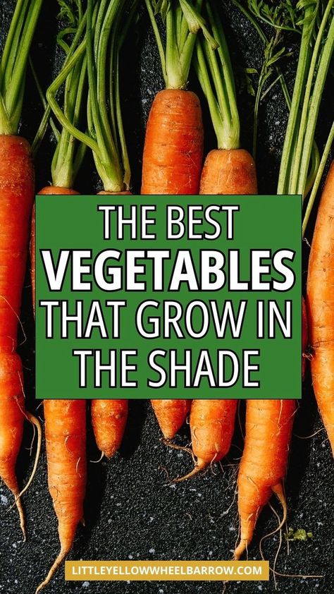 Want to add some shade loving vegetable plants to your edible garden? Here are the best vegetables to plant and grow in the shade. This is the ultimate shade vegetables list you need to know as a beginner or avid gardener. If you're planning your veggie garden outdoors and have a shaded space, you can plant and grow vegetables that do well in shade. These are the best shade tolerant vegetables that will yield a great garden harvest! Perennial vegetables that grow in shade or partial shade. Shade Vegetables, Vegetables List, Vegetables To Plant, Growing Cilantro, Best Vegetables, Vegetable Harvest, List Of Vegetables, Vegetable Plants, Container Vegetables