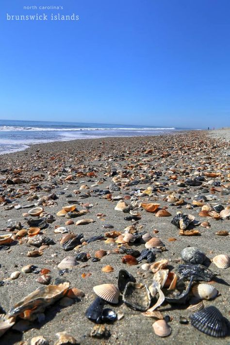 Best Shelling Beaches, Family Beach Vacations, Holden Beach North Carolina, Holden Beach Nc, Best Family Beaches, Carolina Do Norte, Sharks Teeth, Nc Beaches, North Carolina Vacations