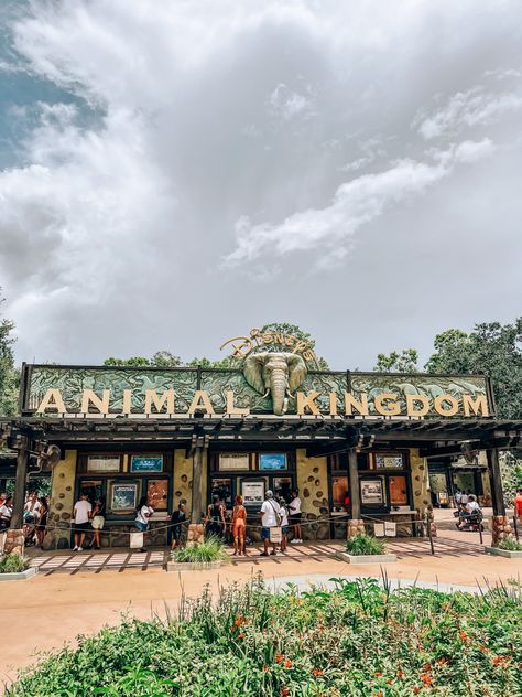 Disney Animal Kingdom Aesthetic, Disney World Parks Orlando, Animal Kingdom Photos, Animal Kingdom Mickey Ears, Disney Springs Aesthetic, Disney Park Aesthetic, Animal Kingdom Photo Ideas, Disney Parks Aesthetic, Animal Kingdom Aesthetic