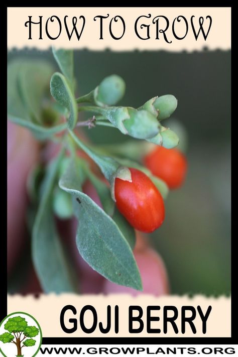 Growing Goji Berry Plants, Goji Berries Plant, Grow Goji Berries, Goji Berry Plant, Growing Goji Berries, Cranberry Tree, Gogi Berries, Small Orchard, Planting Hacks