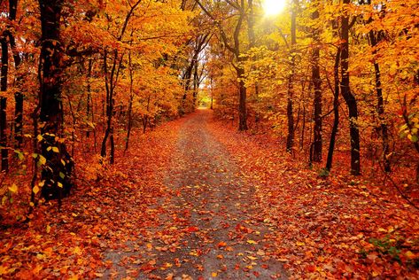 18 Best Places To See Fall Colors in Illinois (2022 guide) Starved Rock State Park, Chicago Tours, Scenery Landscape, Millennium Park, Autumn Nature, Orange Wallpaper, Sculpture Park, Autumn Scenery, Park Photos