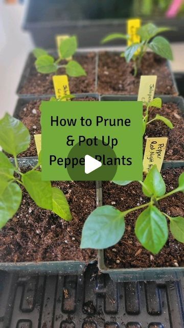 Krista Green | Gardening and Preserving Tips on Instagram: "Tips on how to prune and pot up your pepper seedlings. 

Pruning pepper plants as well as potting them deeper helps the plants to be busheer and healthier with a stronger root system.

For more tips on growing pepper plants check out my website (find the link on my profile homepage). Use the search bar and type in "peppers" or find it under the vegetable heading.

What variety of peppers is your favorite to grow?  Do you prune your pepper plants?

#Peppers #GrowingPeppers #GrowingPeppersFromSeed #GrowingPepperPlants #VegetableGardening #Gardening #GrowYourOwn #Homesteading #HomesteadLife #PlantingPlants #GardensOfInstagram #Zone3Gardening #Zone3VegetableGardening #GardeningTips #GardeningTipsAndTricks # Howtoplant" Pepper Seedlings, Bell Pepper Plant, Pot Trellis, Growing Peppers, Pepper Plants, Root System, Search Bar, Green Garden, Grow Your Own