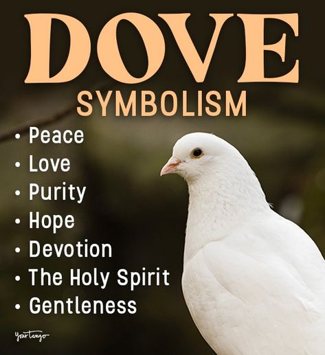 Dove Symbolism & Spiritual Meanings Of Dove Spirit Animal | YourTango Doves Meaning, Dove Spiritual Meaning, Dove Meaning, Dove Symbolism, Meaning Symbols, Bird Meaning, Two Doves, Dove Bird, Your Spirit Animal