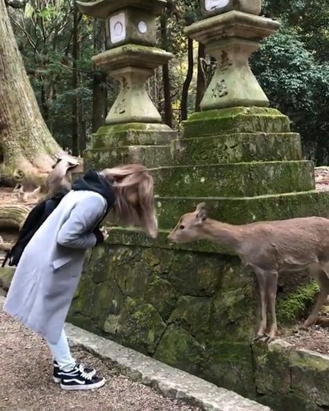 Nara Deer Park, Nara Deer, Nara Park, Nara Japan, Save The Elephants, Epic Photos, Deer Park, Elephant Lover, Elephant Love