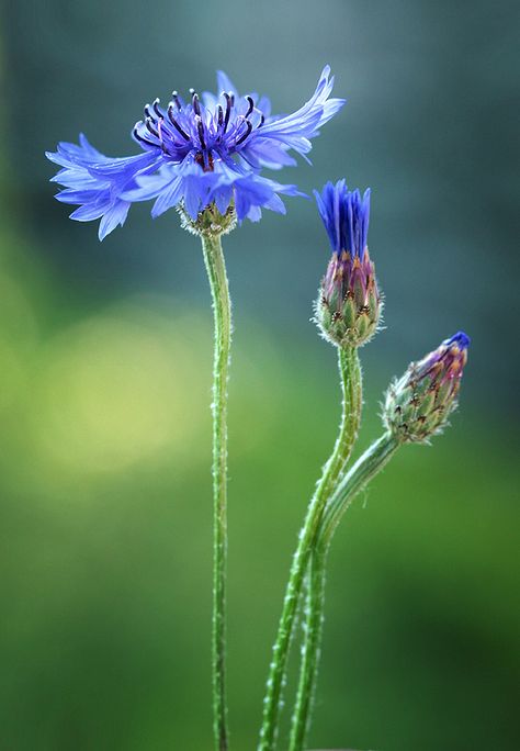 Photographer Mycatherina (Kate) - Centaurea cyanus #1316933. 35PHOTO Floral Photography, Flower Fairies, Pretty Plants, Flower Field, Flower Photos, Flower Pictures, Love Flowers, Flowers Photography, Pretty Flowers