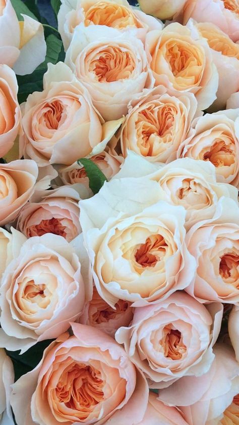 David Austin Juliette Garden Rose Juliette Garden Rose, Juliette Rose Bouquet, April Love Rose, Shaadi Vibes, Juliette Rose, Juliet Garden Rose, Star Themed Wedding, Flower Varieties, April Flowers